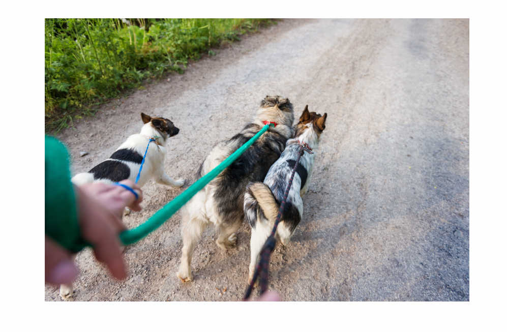 bbc image for dog walking news