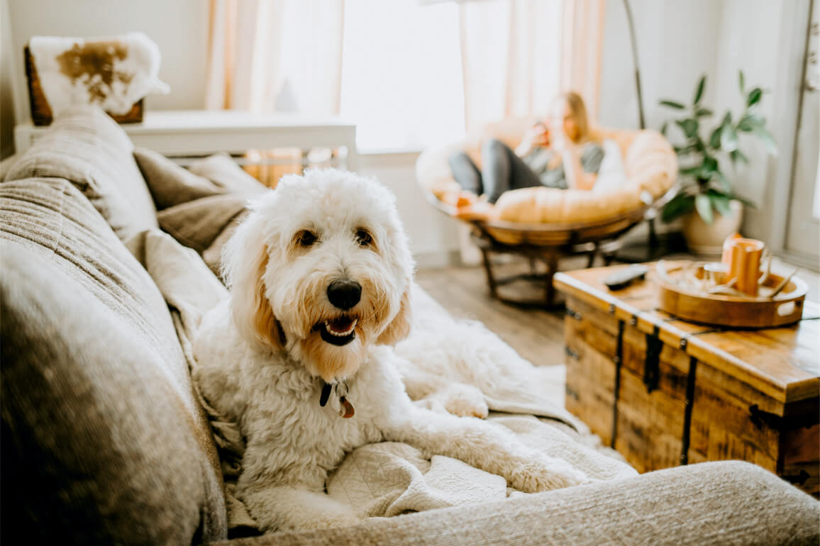 Dog Sitting image APDWS