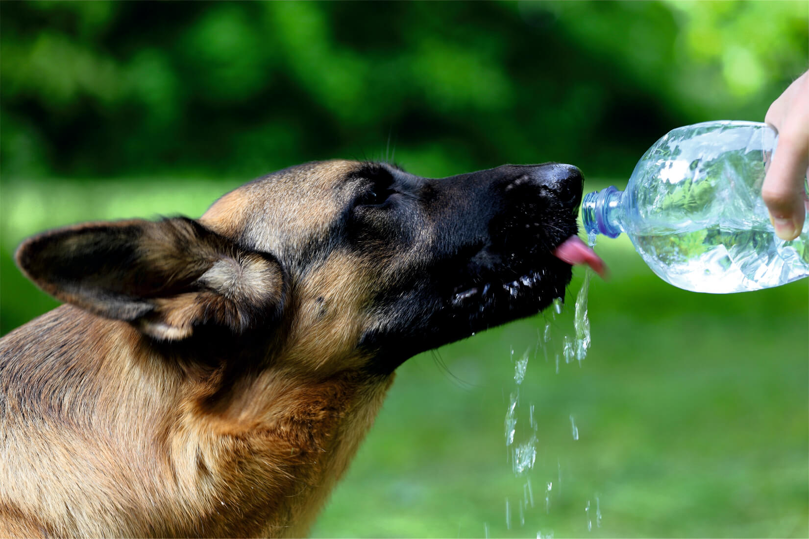 APDWS mission Logo for Association of Professional Dog Walkers and Sitters
