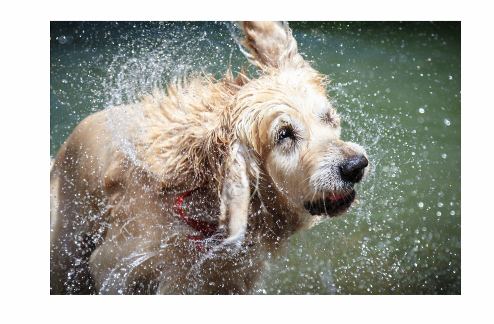 apdws dog theft image