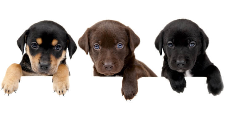 Association of Professional Dog Walkers and Sitters dog logo